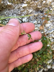 Epilobium rotundifolium