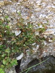 Epilobium rotundifolium