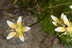 Saxifraga bryoides