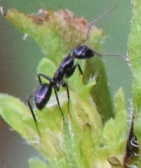 Camponotus sexguttatus