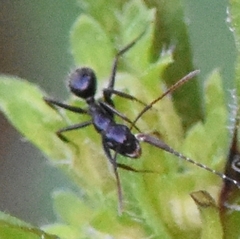 Camponotus sexguttatus