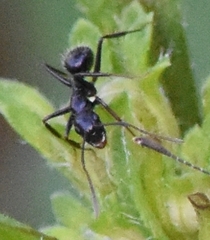 Camponotus sexguttatus