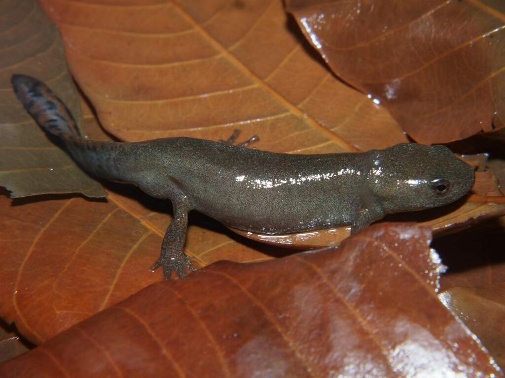 Fire-bellied Newts