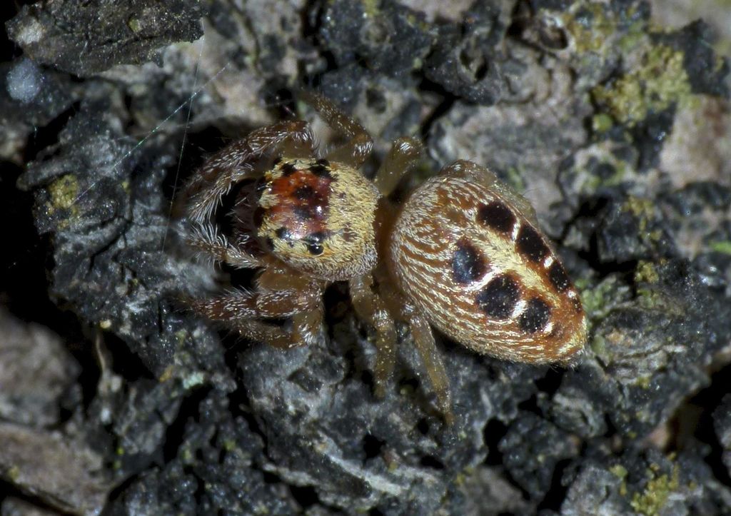 Opisthoncus sexmaculatus