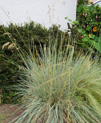 Helictotrichon sempervirens
