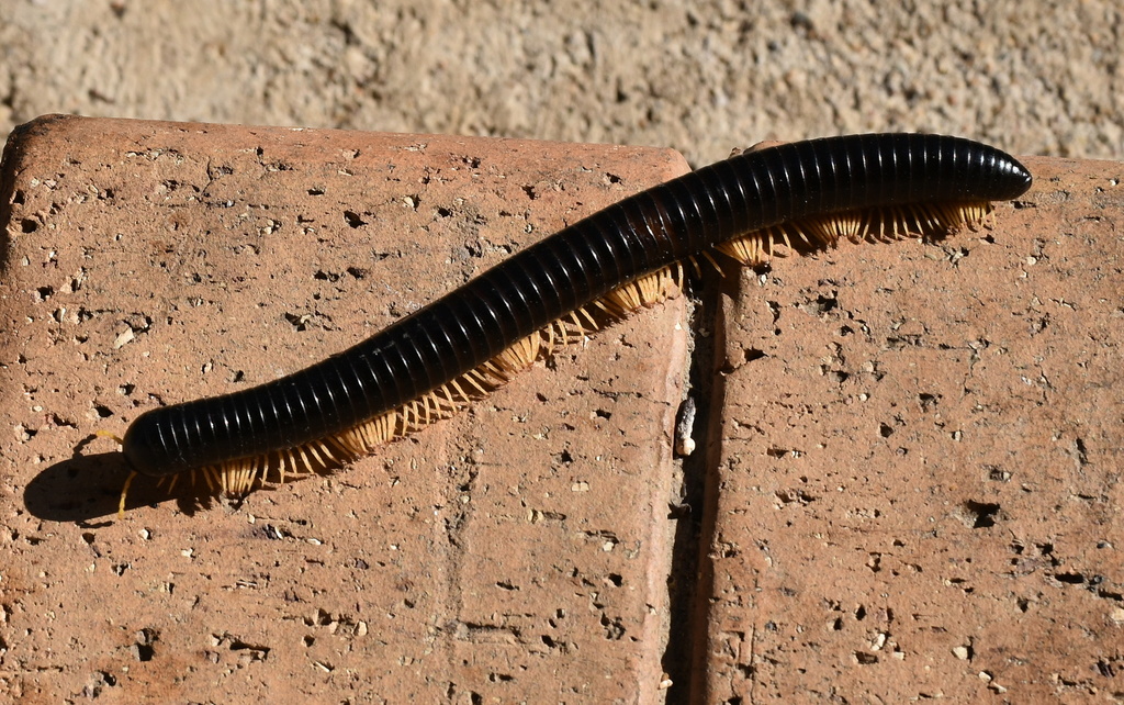 Doratogonus castaneus
