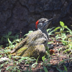 Campethera abingoni suahelica