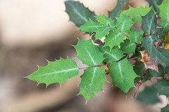 Berberis swaseyi