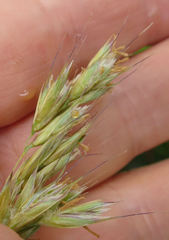 Helictotrichon sempervirens