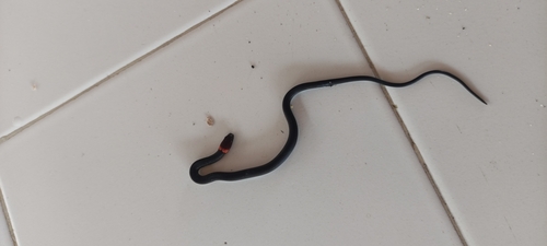 Tawney-headed Litter Snake