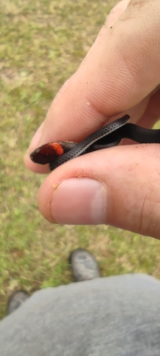 Tawney-headed Litter Snake
