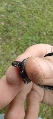 Tawney-headed Litter Snake