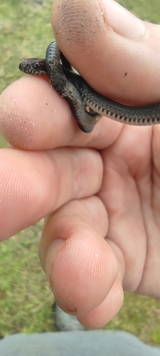 Tawney-headed Litter Snake