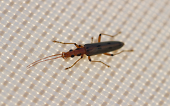 Parisopalpus nigronotatus