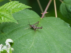Synanthedon bibionipennis