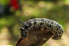 Arsenura polyodonta