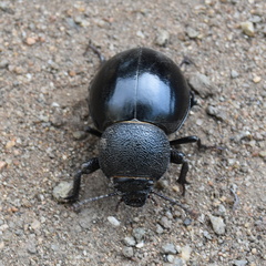 Ocnodes