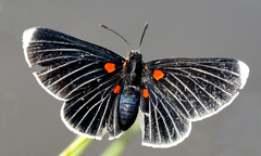 Melanis acroleuca acroleuca