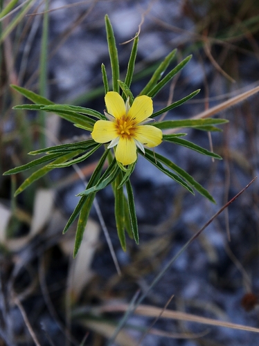 Turnera arcuata