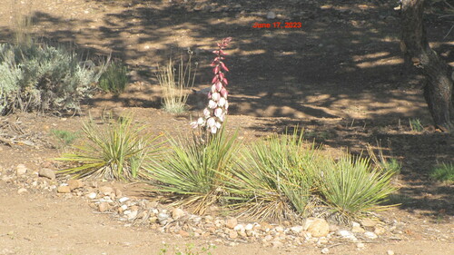 Image of Yucca baileyi by no rights reserved