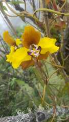 Cyrtochilum macranthum