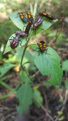 Oncopeltus orourkeae