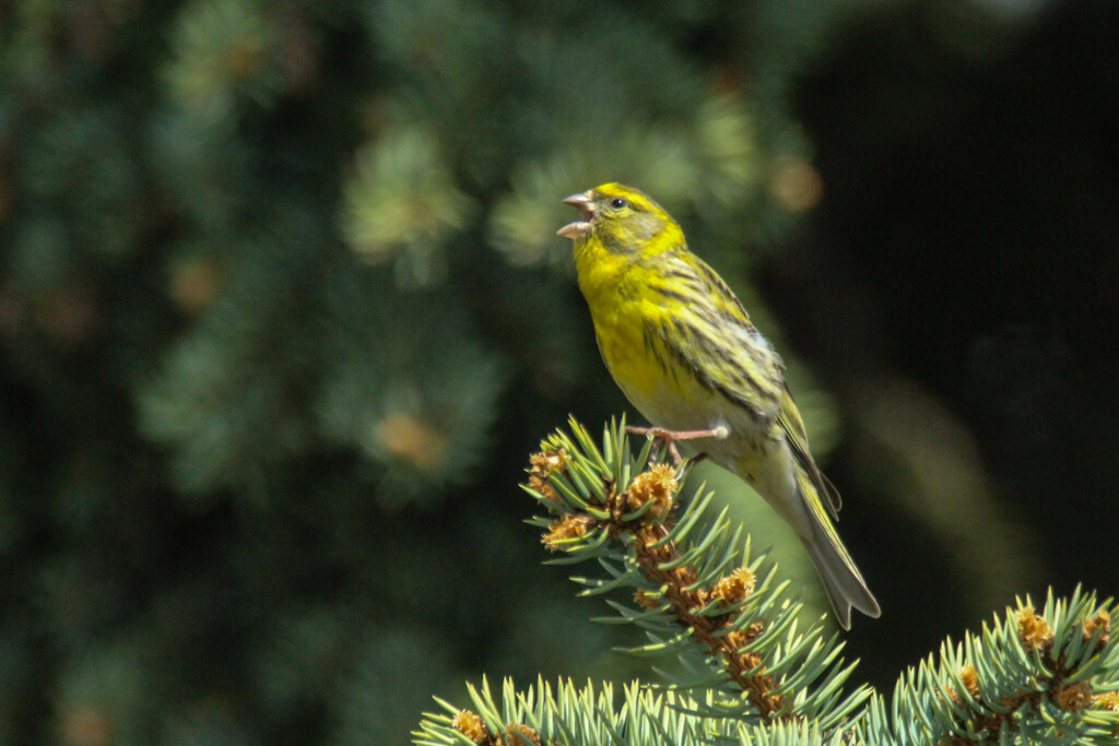 Serin cini