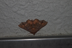 Lopharthrum comprimens