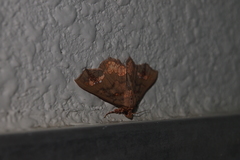 Lopharthrum comprimens