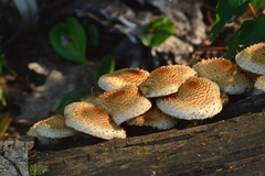 Pholiota