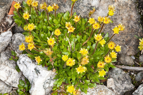 Saxifraga seguieri