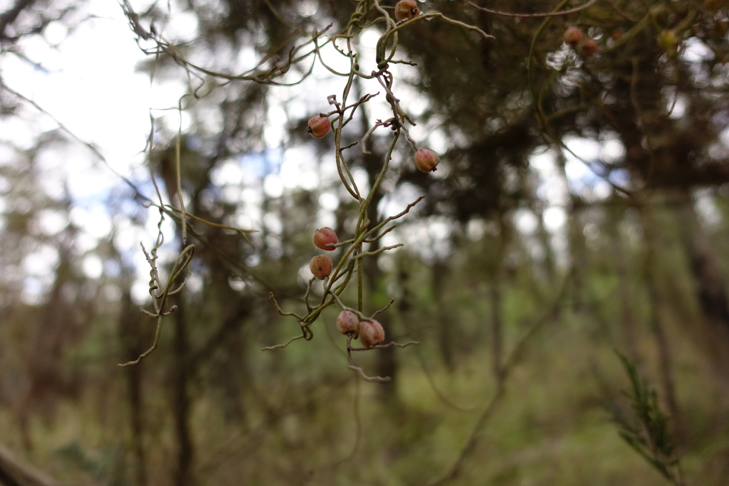 Rusty Dodder-laurel