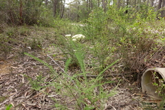 Cassinia aculeata aculeata