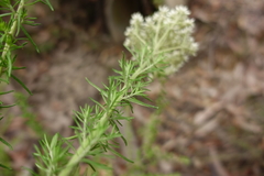 Cassinia aculeata aculeata