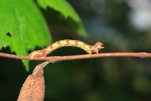 Erannis defoliaria