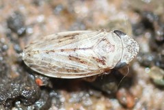 Anoscopus