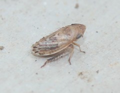 Anoscopus