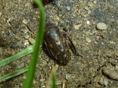 Anoscopus