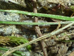 Anoscopus