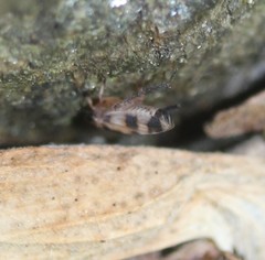 Anoscopus serratulae