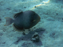 Pseudobalistes flavimarginatus