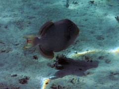 Pseudobalistes flavimarginatus