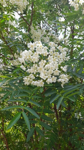 Image of Sorbus tianschanica by (c) Yeskendir Satekov, some rights reserved (CC BY)