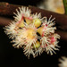 Syzygium polyanthum - Photo (c) Cerlin Ng, osa oikeuksista pidätetään (CC BY-NC-SA)
