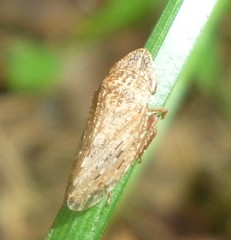 Planaphrodes bifasciatus