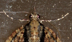 Microdes diplodonta