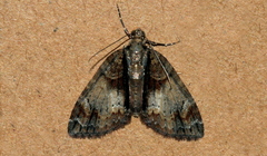 Microdes diplodonta