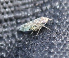 Xestocephalus
