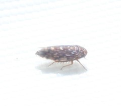 Xestocephalus