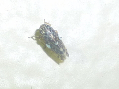 Xestocephalus